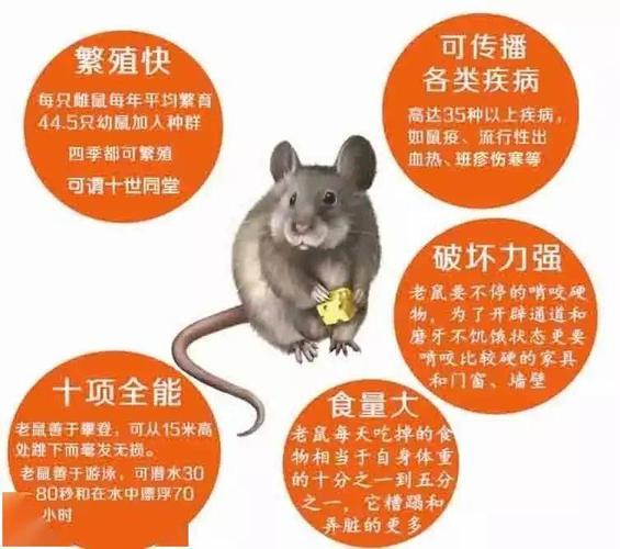 老鼠的诱饵喜好,老鼠偏好的谷物选择