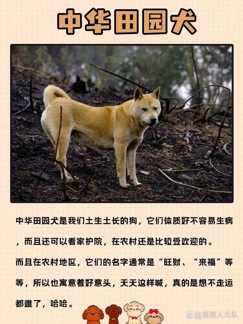 自来狗主动上门预示着什么意思(自来狗到底是招财还是来灾)