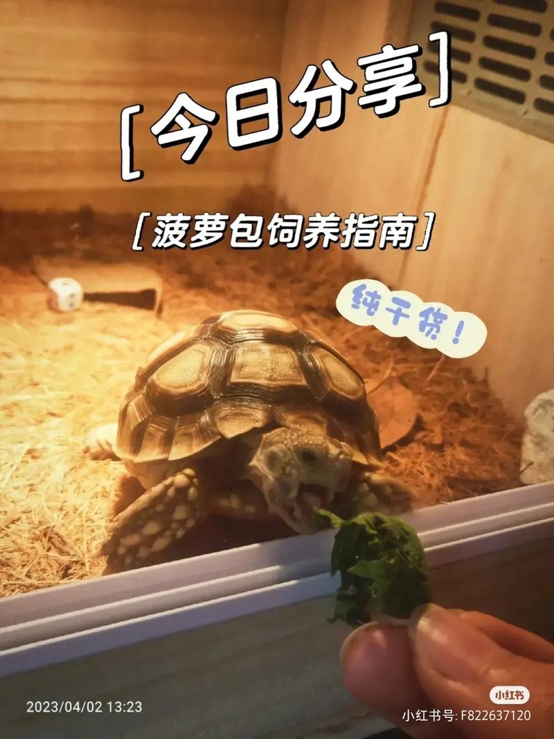 苏卡达陆龟饲养常见问题的解决指南(满足苏卡达陆龟对日光浴和栖息地的特殊需求)