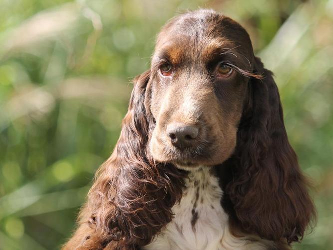 英国可卡猎鹬犬(英国可卡长毛猎犬)