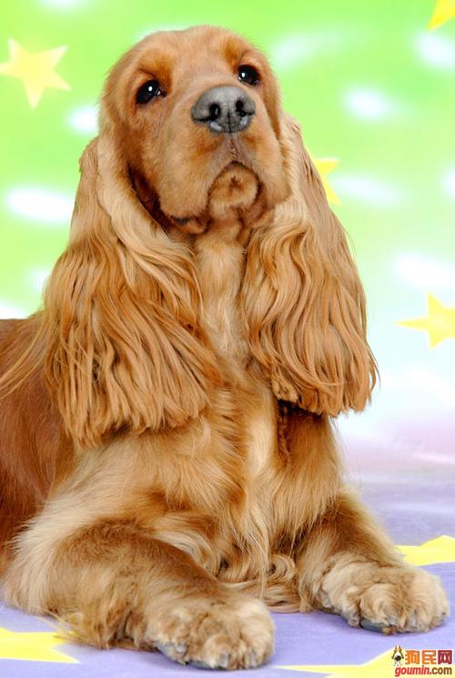 英国可卡猎鹬犬(英国可卡长毛猎犬)