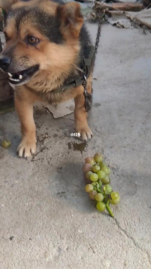 葡萄对狗狗有害,狗狗误食葡萄后反应和处理方式