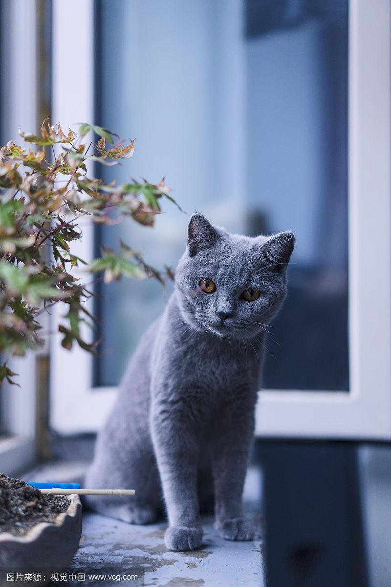 蓝短(英国短毛蓝猫的经典与特色)