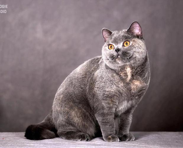 蓝短(英国短毛蓝猫的经典与特色)