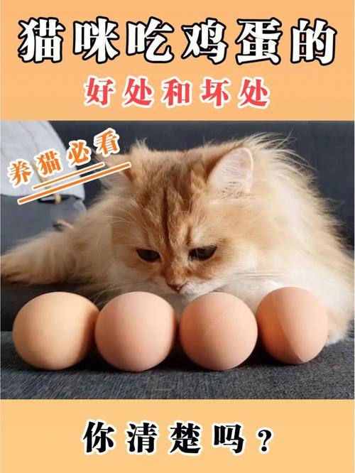 蛋黄煮熟后给猫喂食更有利,猫咪吃蛋黄过多可能造成肠胃负担