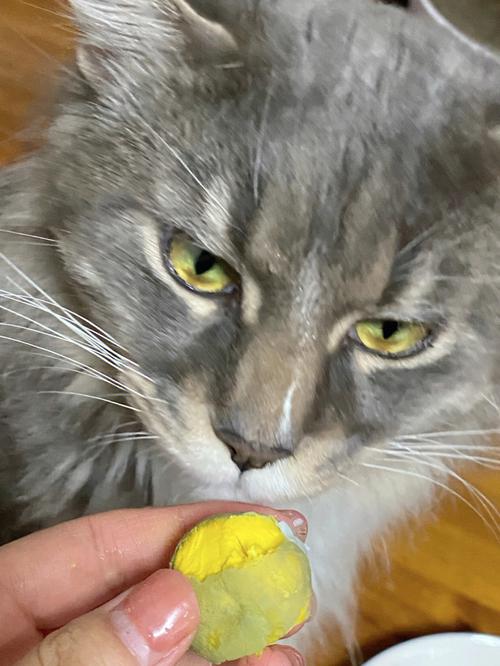 蛋黄煮熟后给猫喂食更有利,猫咪吃蛋黄过多可能造成肠胃负担