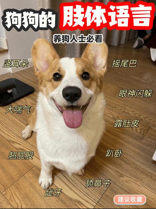 训练狗狗用叫声表达语言(解密狗狗叫声背后的丰富内容)