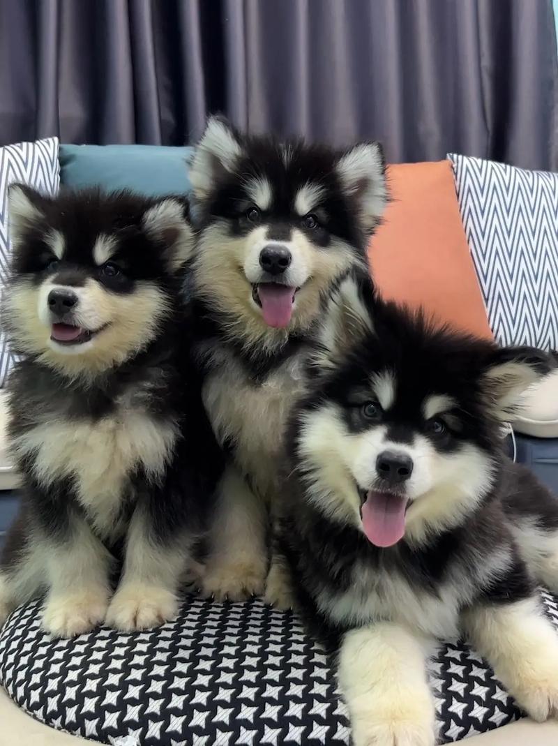 购买阿拉斯加犬需知(不同血统影响阿拉斯加犬售价)