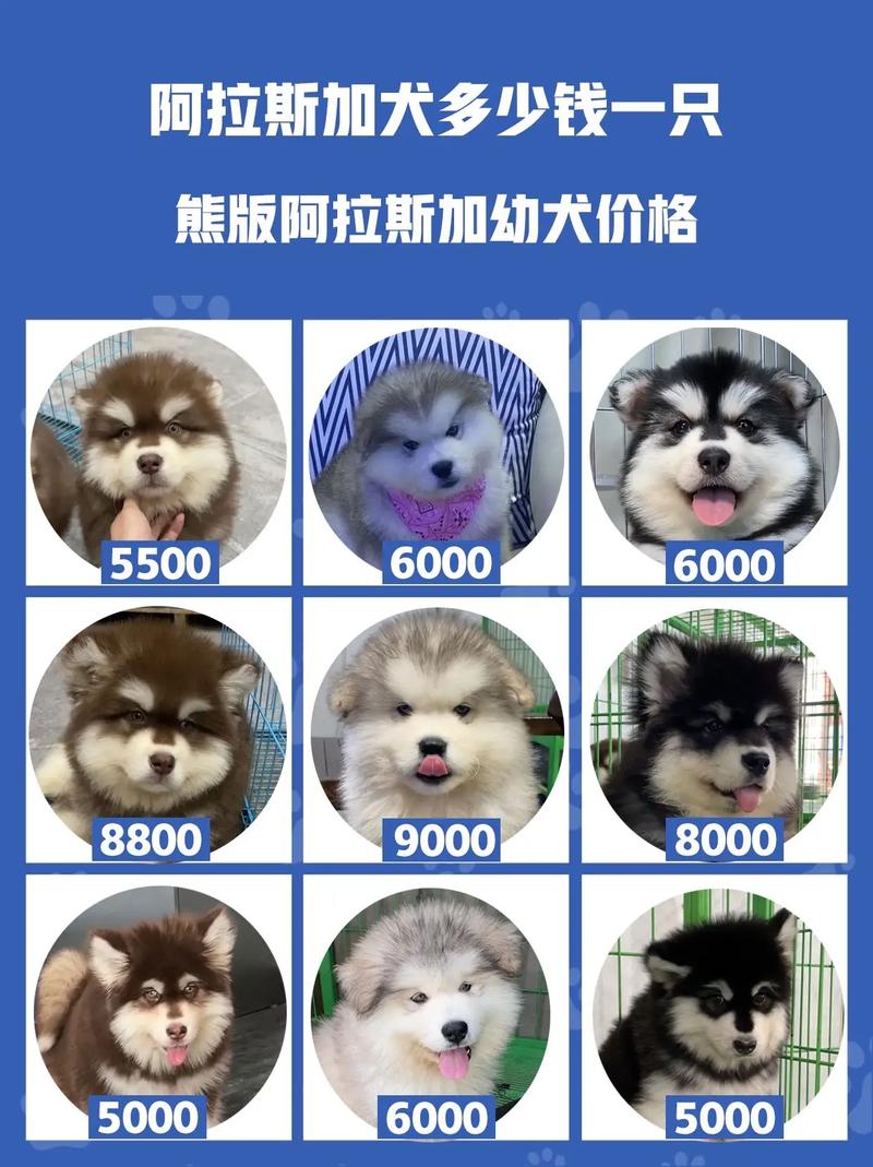 购买阿拉斯加犬需知(不同血统影响阿拉斯加犬售价)