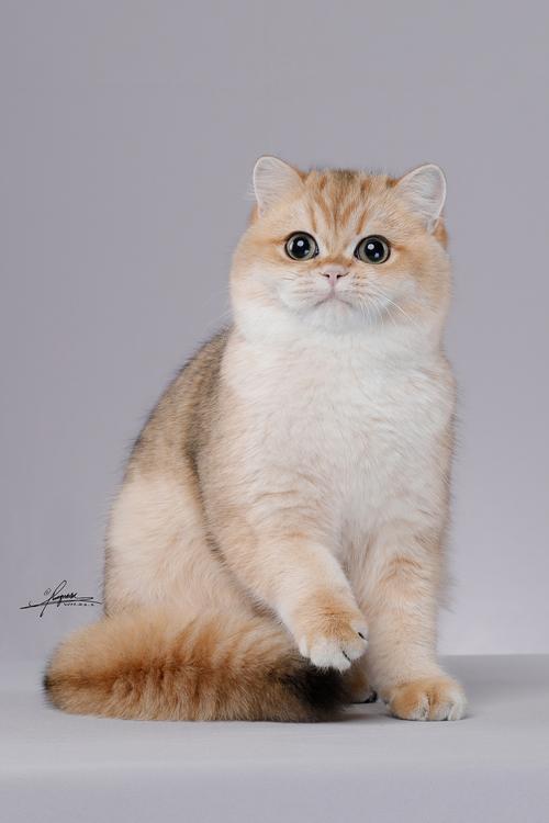 赛级英国短毛猫,领略赛级猫的夺目风采