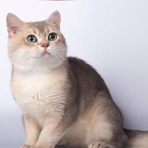 赛级英国短毛猫,领略赛级猫的夺目风采