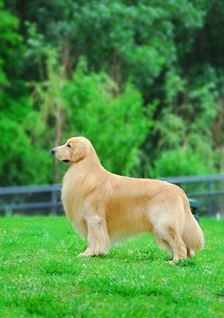 起源苏格兰的金毛寻回犬(身怀独特使命的金毛寻回犬)