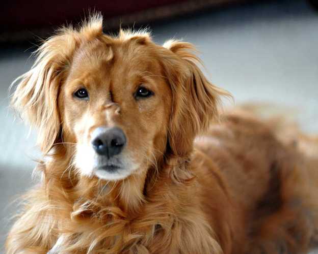 起源苏格兰的金毛寻回犬(身怀独特使命的金毛寻回犬)