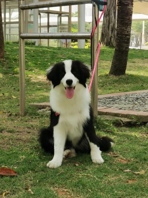 边牧犬价格(揭秘边牧犬价格迷雾)