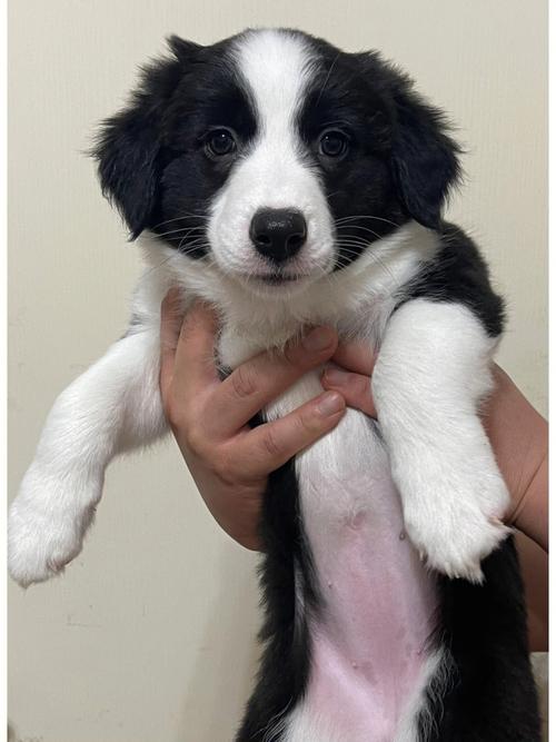 边牧犬价格(揭秘边牧犬价格迷雾)