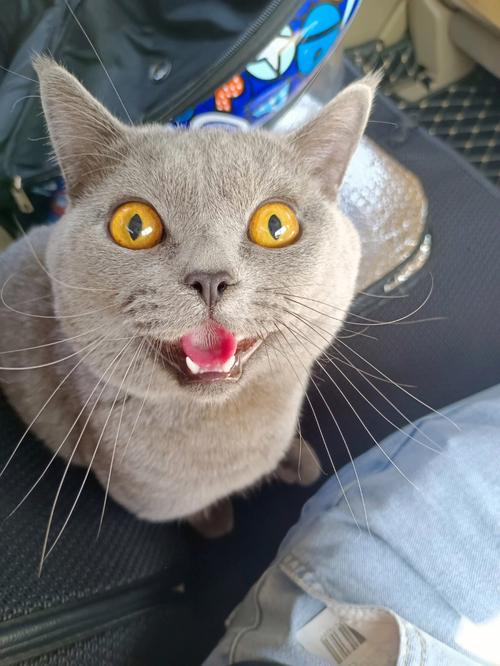 过于闷热导致猫咪下意识伸舌降温,过长舌头在睡眠和闭嘴时的无意伸出