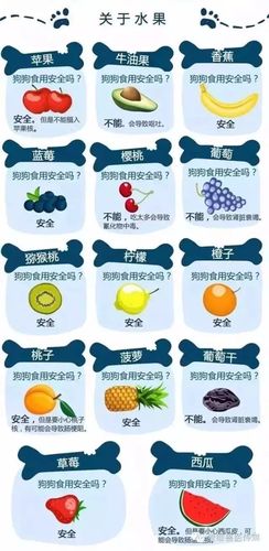 这些食物千万不能给狗狗吃,千万不能给狗狗吃的危险食物有哪些