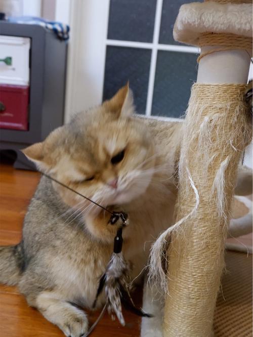 逗猫棒的魔力妙用(如何在黄昏时分逗弄猫咪使其兴奋)