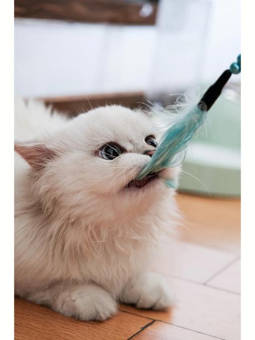 逗猫棒的魔力妙用(如何在黄昏时分逗弄猫咪使其兴奋)