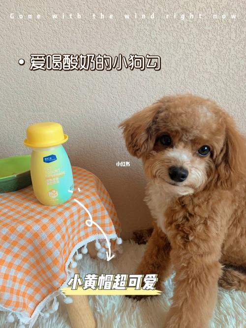 酸奶对狗狗有好处吗,盘点狗狗喝酸奶的益处和注意事项