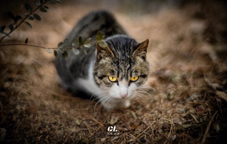 野猫吃什么(照顾衰老或生病的野猫)