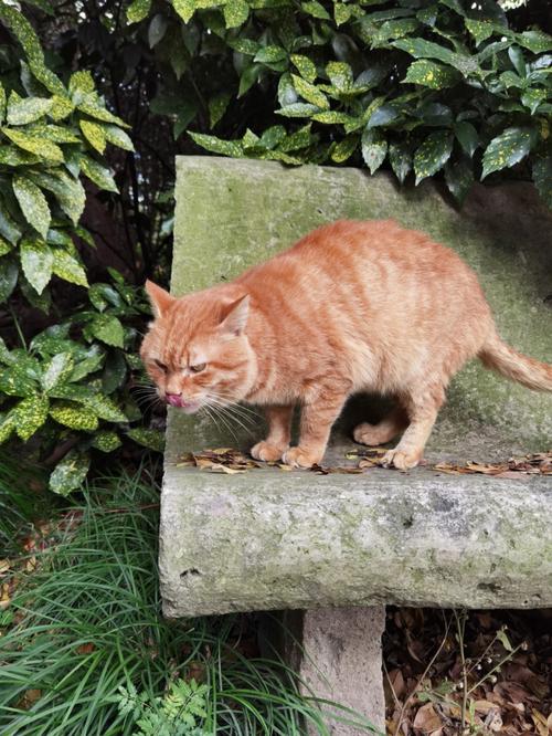 野猫吃什么(照顾衰老或生病的野猫)