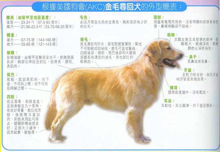 金毛共有几种颜色,乳白色和金色之间有哪些过渡色