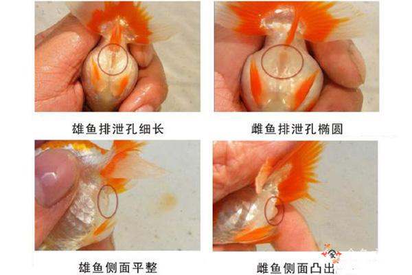 金鱼雌雄辨识秘诀(金鱼性别鉴别指南)