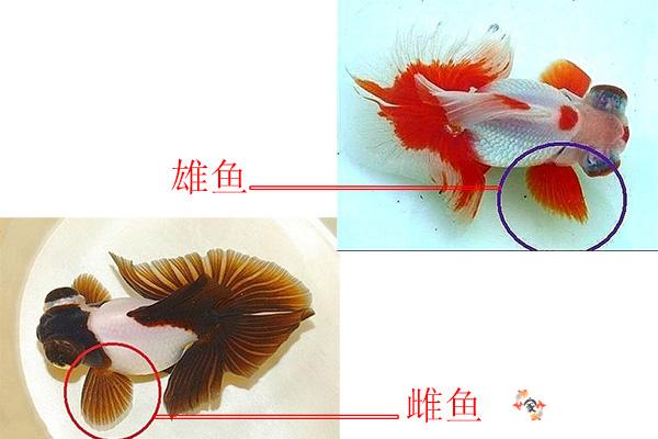 金鱼雌雄辨识秘诀(金鱼性别鉴别指南)