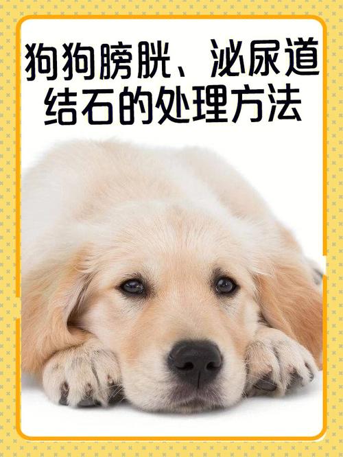 饮食不当导致狗狗尿频尿急(饮水增多造成的狗狗尿频问题)