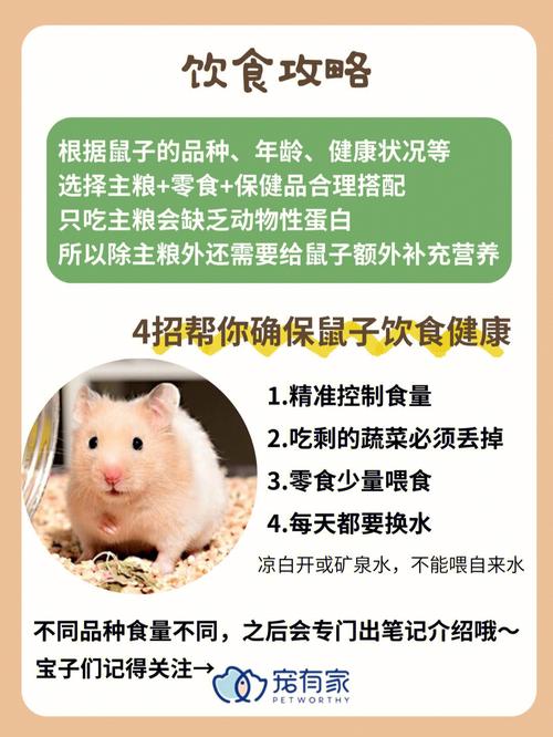 饮食指南与食物推荐(为小仓鼠提供营养健康饮食)