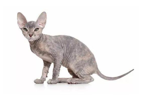 不掉毛好养的6种猫咪推荐,这6种猫好养又不会满屋猫毛