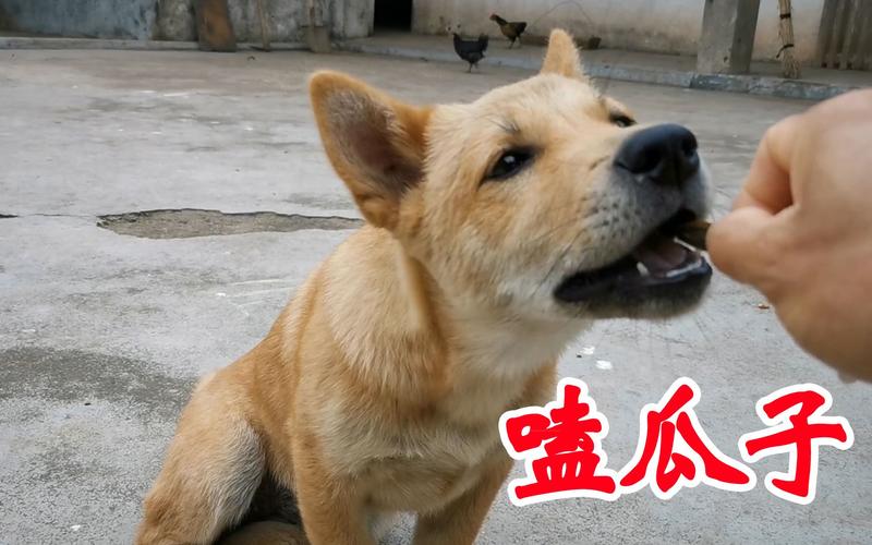 主人与土狗小黑嗑瓜子日常,土狗小黑嗑瓜子技艺堪比人类