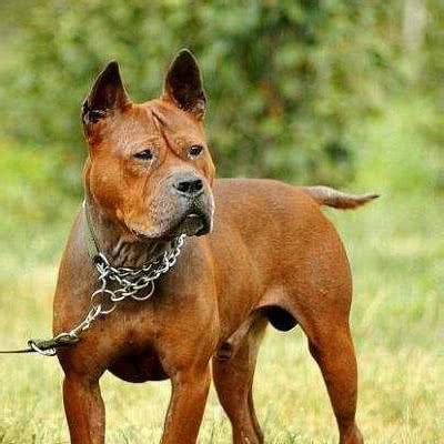从水中工作犬到家庭伴侣的演变历程,领略独特水性与沉稳性格的犬种之美