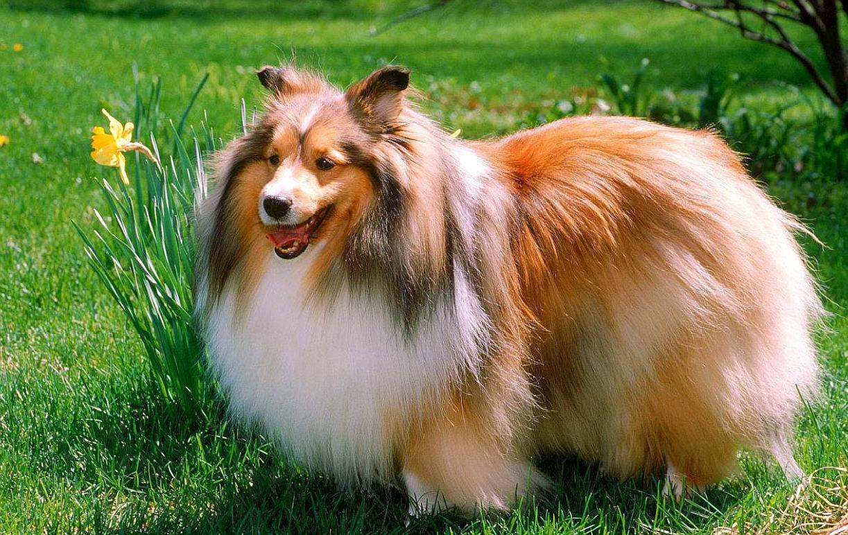 从水中工作犬到家庭伴侣的演变历程,领略独特水性与沉稳性格的犬种之美