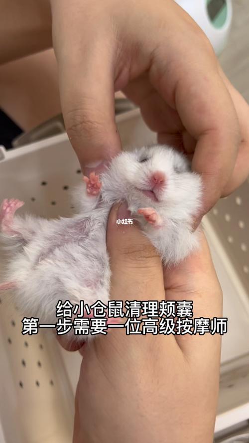 仓鼠冷了的症状,如何判断仓鼠是否冷