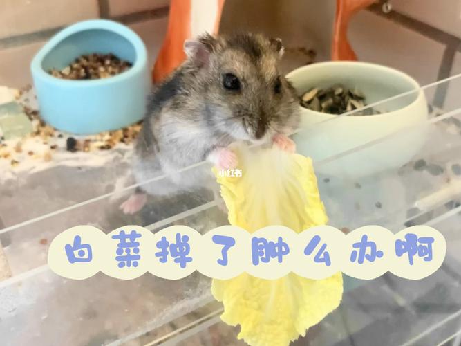 仓鼠爱吃白菜叶,仓鼠吃白菜叶的注意事项