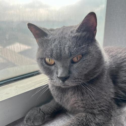 卡尔特猫的保暖之道,揭秘卡尔特猫与英短蓝猫的惊人相似之处和微妙差别