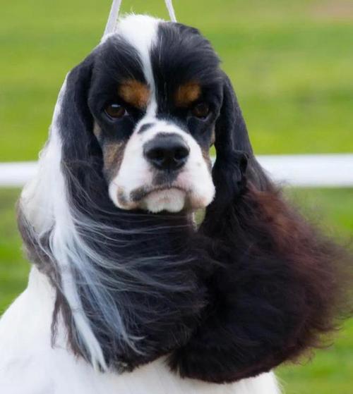 可卡犬价格范围,2024 年最新可卡犬价格一览