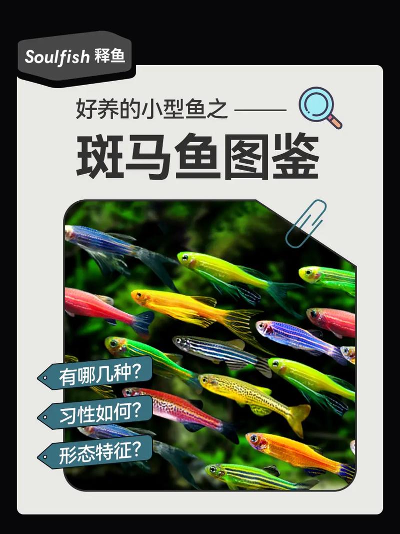 如何喂养斑马鱼,斑马鱼的饮食指南