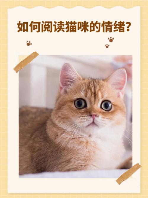 如何正确判断猫咪饥饿与情绪问题,细致分析猫咪饥饿行为背后的原因