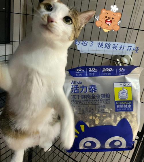 如何正确判断猫咪饥饿与情绪问题,细致分析猫咪饥饿行为背后的原因