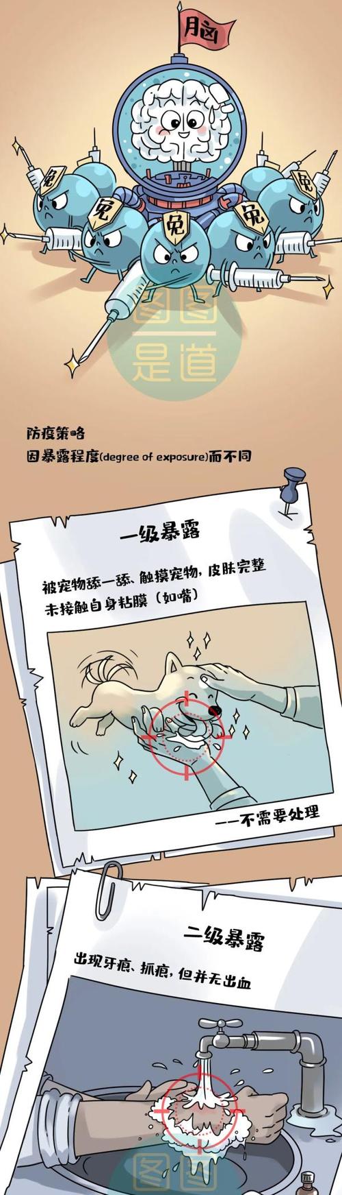 守护狗狗健康安全,如何守护你的狗狗远离病魔