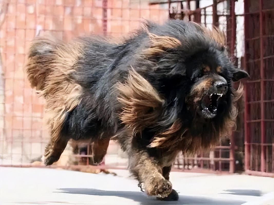 守护高原:藏獒在牧民生活中的重要地位,藏獒:从周武王时代的贡品到现代的警犬