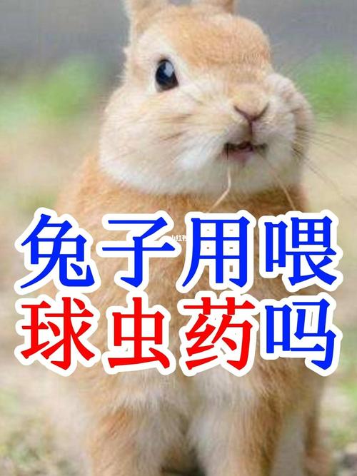 小兔子断奶后容易得球虫,兔子吃橘子皮真的可以预防球虫吗