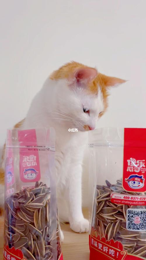 小猫能吃瓜子吗,猫咪可以吃瓜子吗