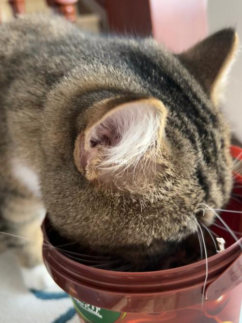 小猫能吃瓜子吗,猫咪可以吃瓜子吗