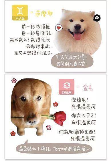 属狗的摩羯座男生,揭秘生肖狗与星座的奇妙联系