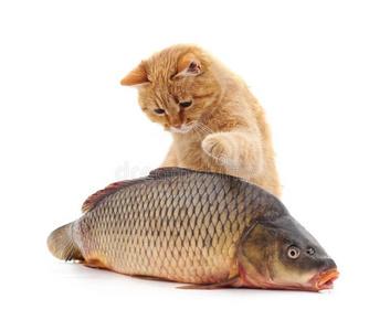 带鱼诱惑下的猫咪,猫咪可以享用带鱼的美味