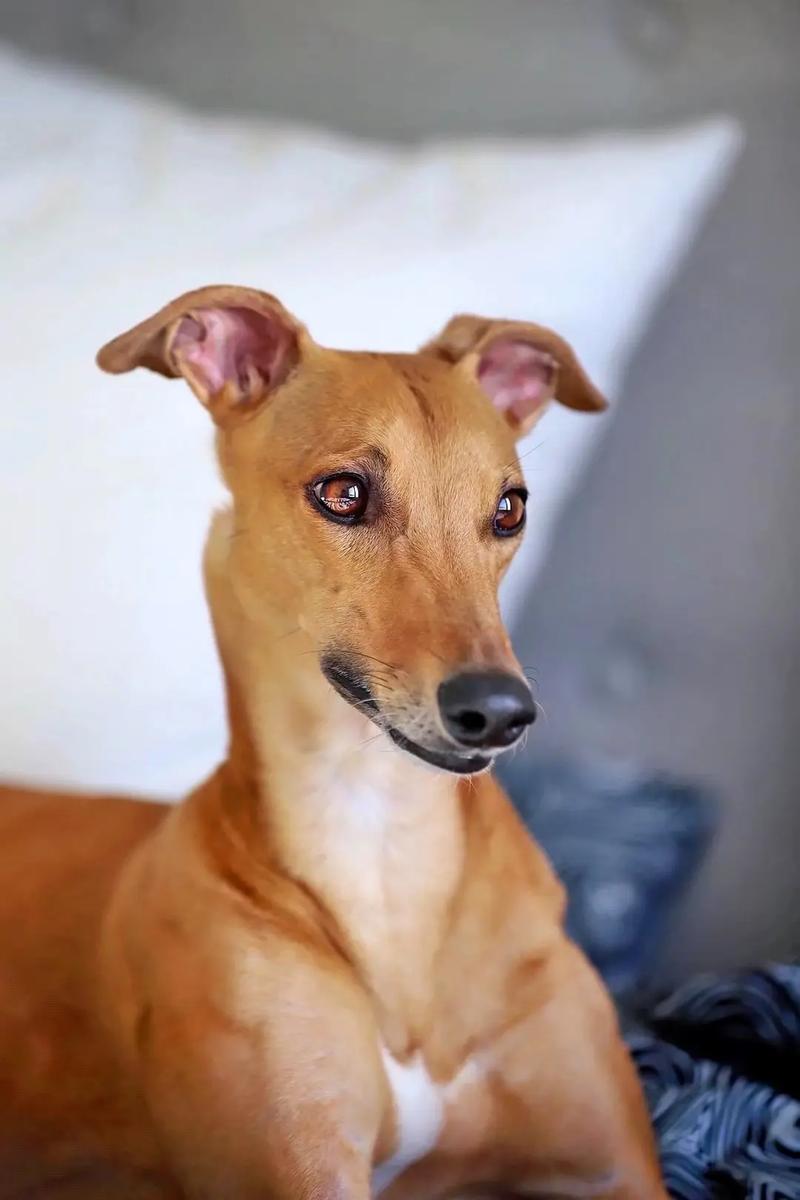 惠比特犬的性格,惠比特犬的运动能力